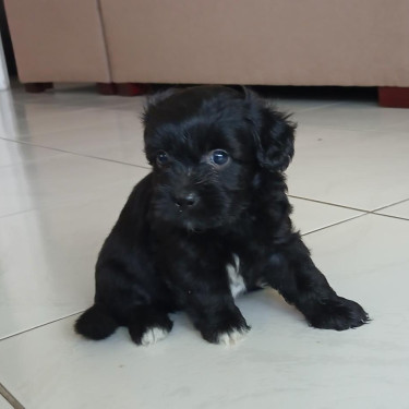 Shihtzu- Pom And Cocker Spaniel Mix Pups For Sale Dogs Kingston 19