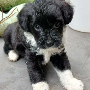 Shihtzu- Pom And Cocker Spaniel Mix Pups For Sale