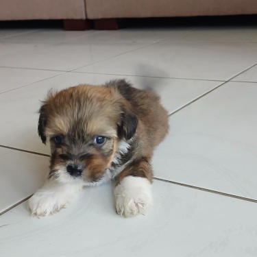 Shihtzu- Pom And Cocker Spaniel Mix Pups For Sale