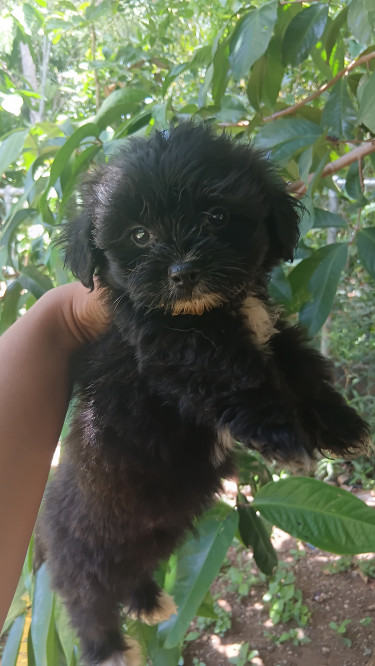 Shis Tzu Pupies