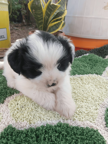 Shis Tzu Pupies Dogs May Pen
