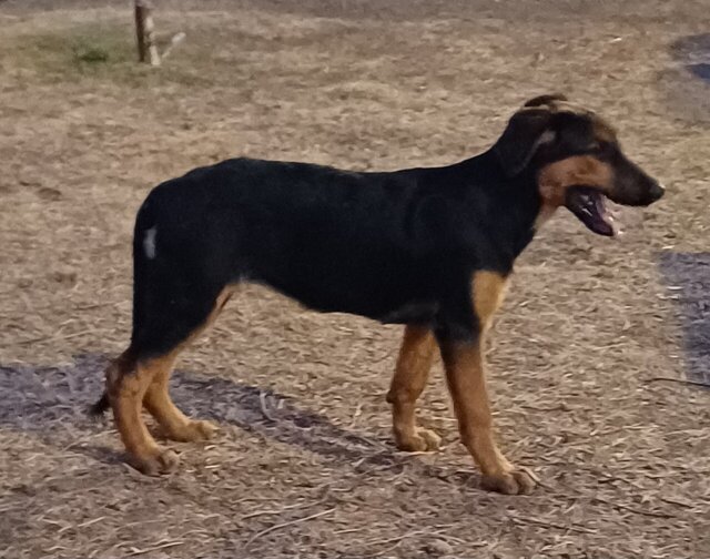 For Sale: Mixed German Shepherd + Rottie Puppies
