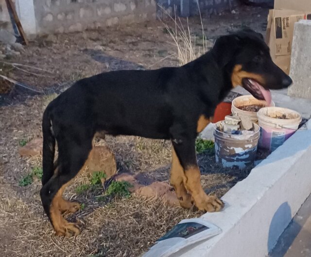 For Sale: Mixed German Shepherd + Rottie Puppies Dogs KINGSTON