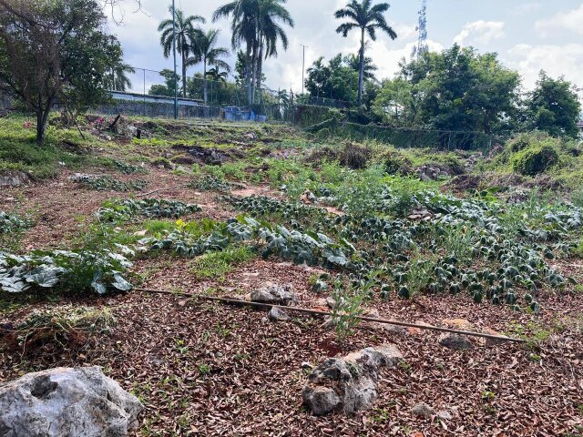 Land For Sale| Queens Drive, Montego Bay