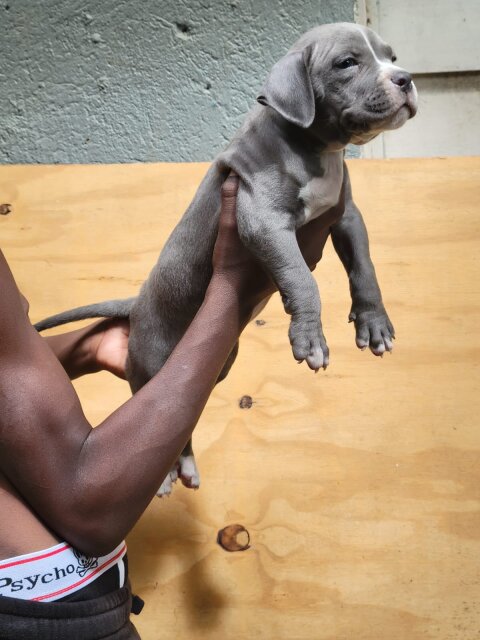 Bullie Pups