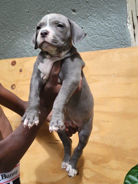 Bullie Pups