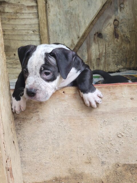 Bullie Pups