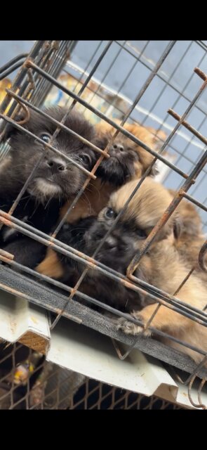 Shihtzu Pam Puppies Available