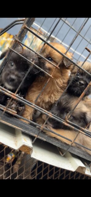 Shihtzu Pam Puppies Available