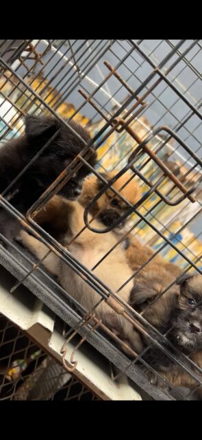 Shihtzu Pam Puppies Available Dogs Greenwich Town