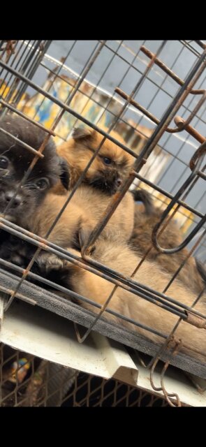 Shihtzu Pam Puppies Available