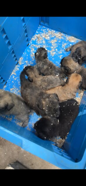 Shihtzu Pam Puppies Available