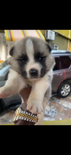 Male Akita Puppy Available Soon Dogs Greenwich Town