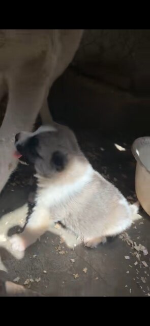 Male Akita Puppy Available Soon