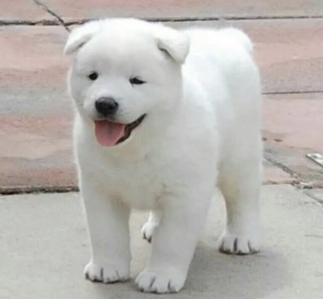 Akita Puppy Available