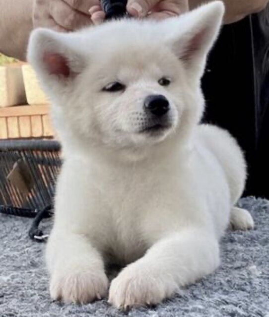 Akita Puppy Available