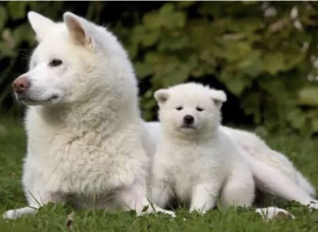 Akita Puppy Available Dogs Kingston