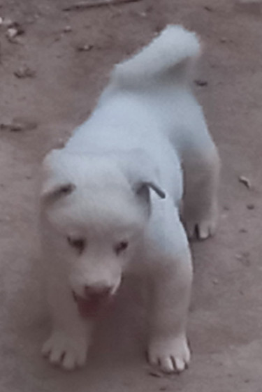 Akita Pups (8 Weeks Old) Forsale Dogs Old Harbour
