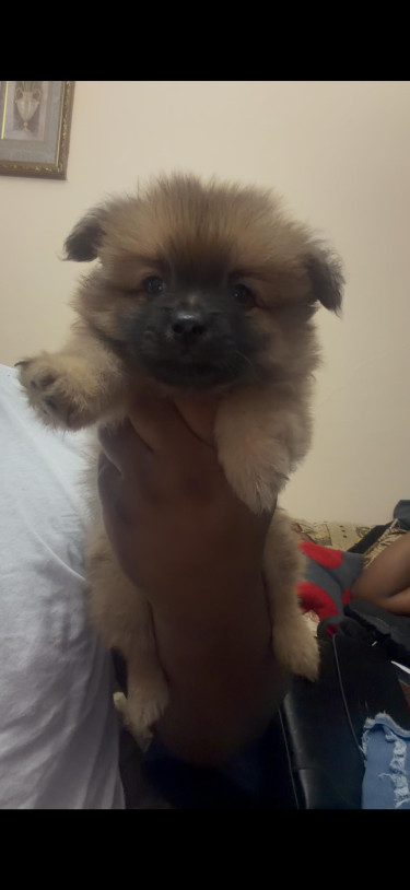 Adorable Pomeranian Puppies Dogs Kingston 