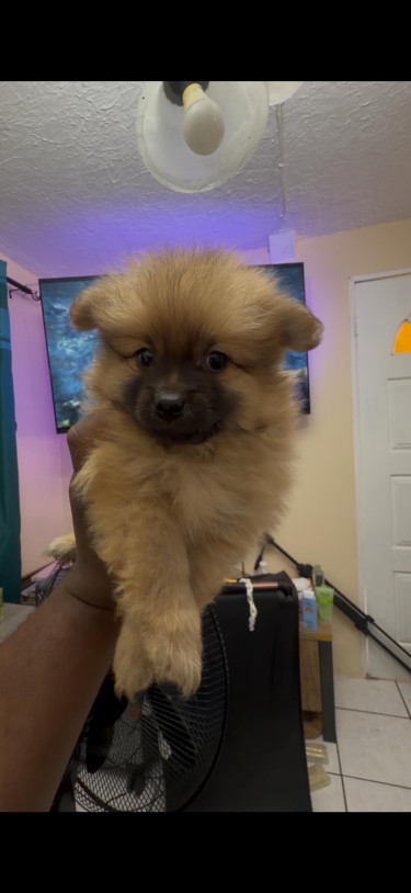 Adorable Pomeranian Puppies