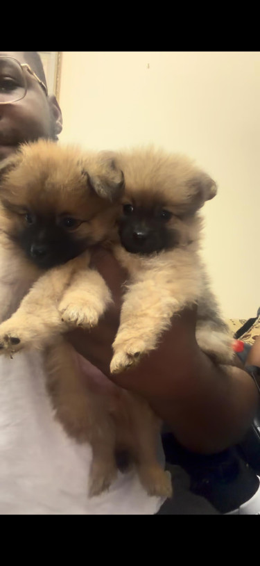 Adorable Pomeranian Puppies