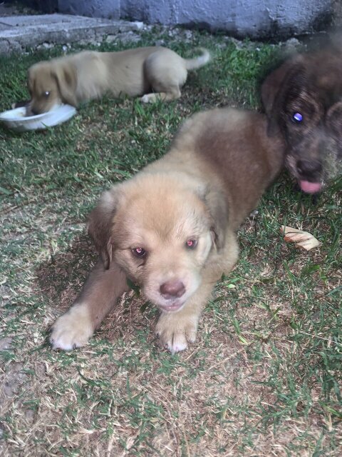 4 Female Puppies Boxer Mixed With Rottweiler