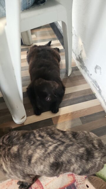 4 Female Puppies Boxer Mixed With Rottweiler