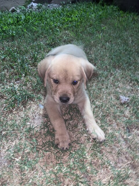 4 Female Puppies Boxer Mixed With Rottweiler