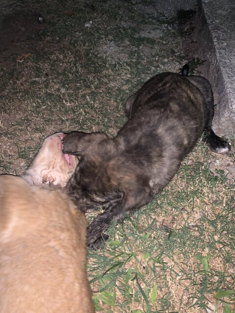 4 Female Puppies Boxer Mixed With Rottweiler