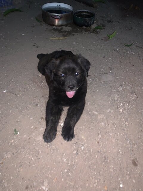 4 Female Puppies Boxer Mixed With Rottweiler Dogs Havendale