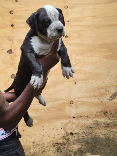 Bullie Pups 8 Weeks Old Located In Kingston Dogs Kingston 6