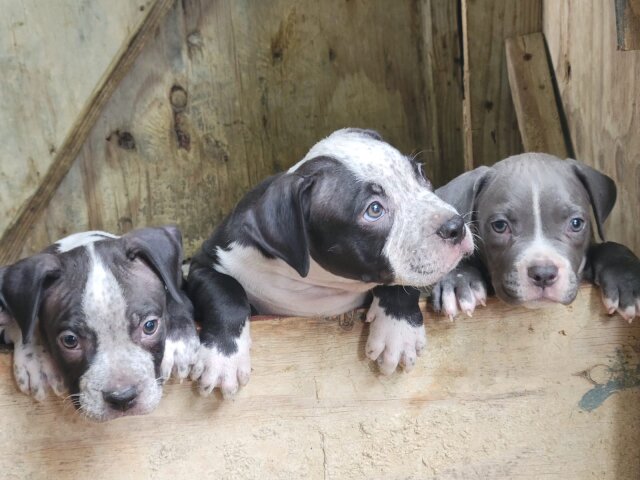 Bullie Pups 8 Weeks Old Located In Kingston