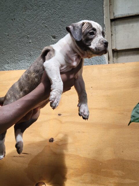 Bullie Pups 8 Weeks Old Located In Kingston
