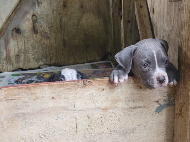 Bullie Pups 8 Weeks Old Located In Kingston