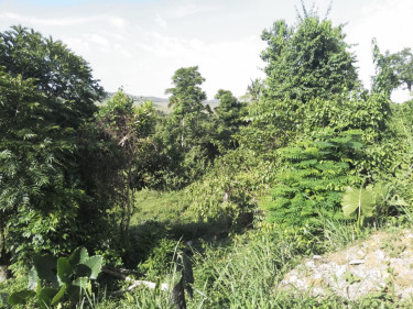1/4 Acres
