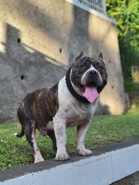 Bullie Dog Dogs Kingston 6