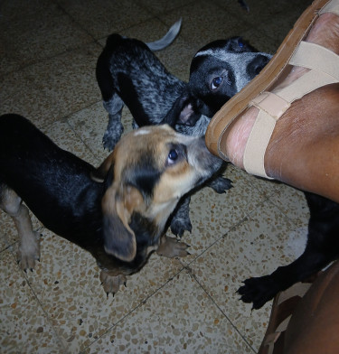 Shepherd X Mastiff Mix Puppies (dogs)