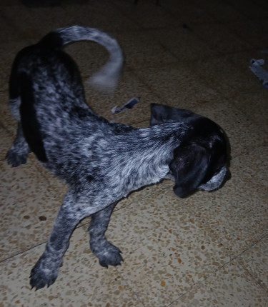 Shepherd X Mastiff Mix Puppies (dogs)