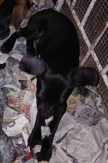 Shepherd X Mastiff Mix Puppies (dogs)