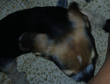 Shepherd X Mastiff Mix Puppies (dogs)