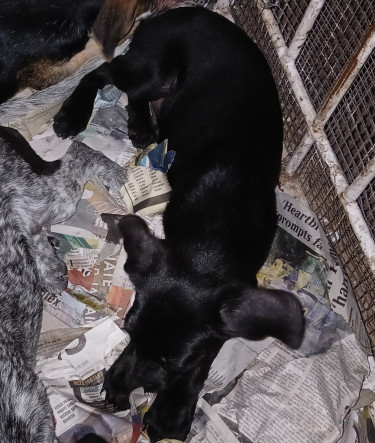 Shepherd X Mastiff Mix Puppies (dogs)