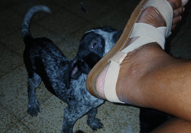 Shepherd X Mastiff Mix Puppies (dogs)