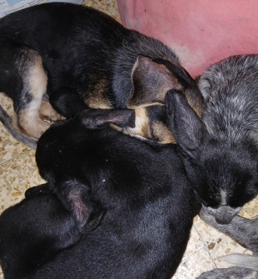 Shepherd X Mastiff Mix Puppies (dogs)