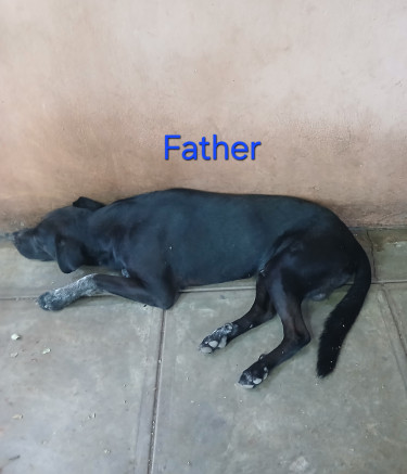 Shepherd X Mastiff Mix Puppies (dogs)