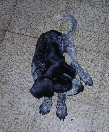 Shepherd X Mastiff Mix Puppies (dogs)