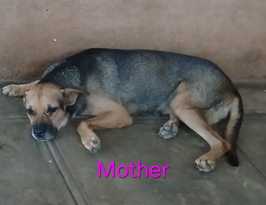 Shepherd X Mastiff Mix Puppies (dogs)