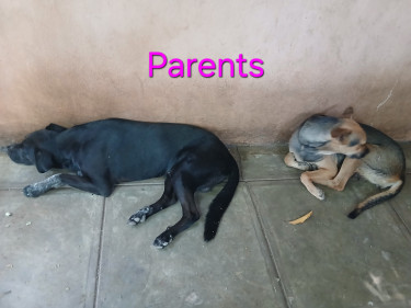 Shepherd X Mastiff Mix Puppies (dogs)