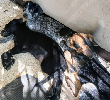 Shepherd X Mastiff Mix Puppies (dogs)