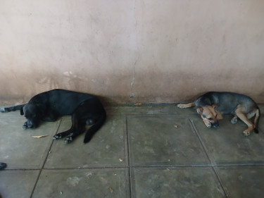 Shepherd X Mastiff Mix Puppies (dogs)