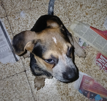 Shepherd X Mastiff Mix Puppies (dogs)